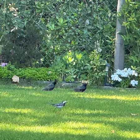 Balaton Family With 3 Bedrooms And Private , Private Parking Holiday home *